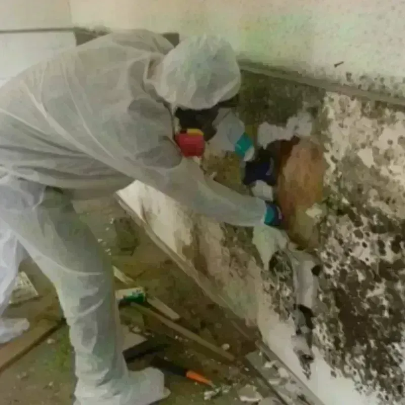 Mold Remediation and Removal in Coralville, IA